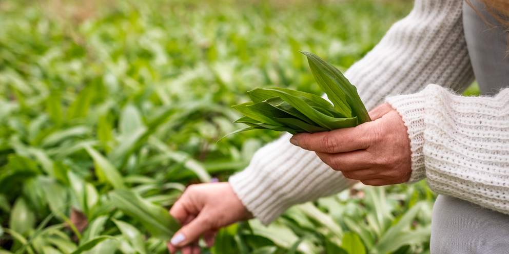 Bild von Fünf Dinge, die Sie über Bärlauch wahrscheinlich noch nicht wussten